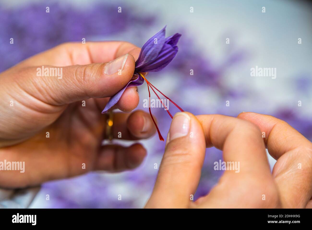 separation of the pistils (red) and the stamens (yellow) from the saffron flowers. Civitaretenga, Abruzzo, Italy, Europe Stock Photo