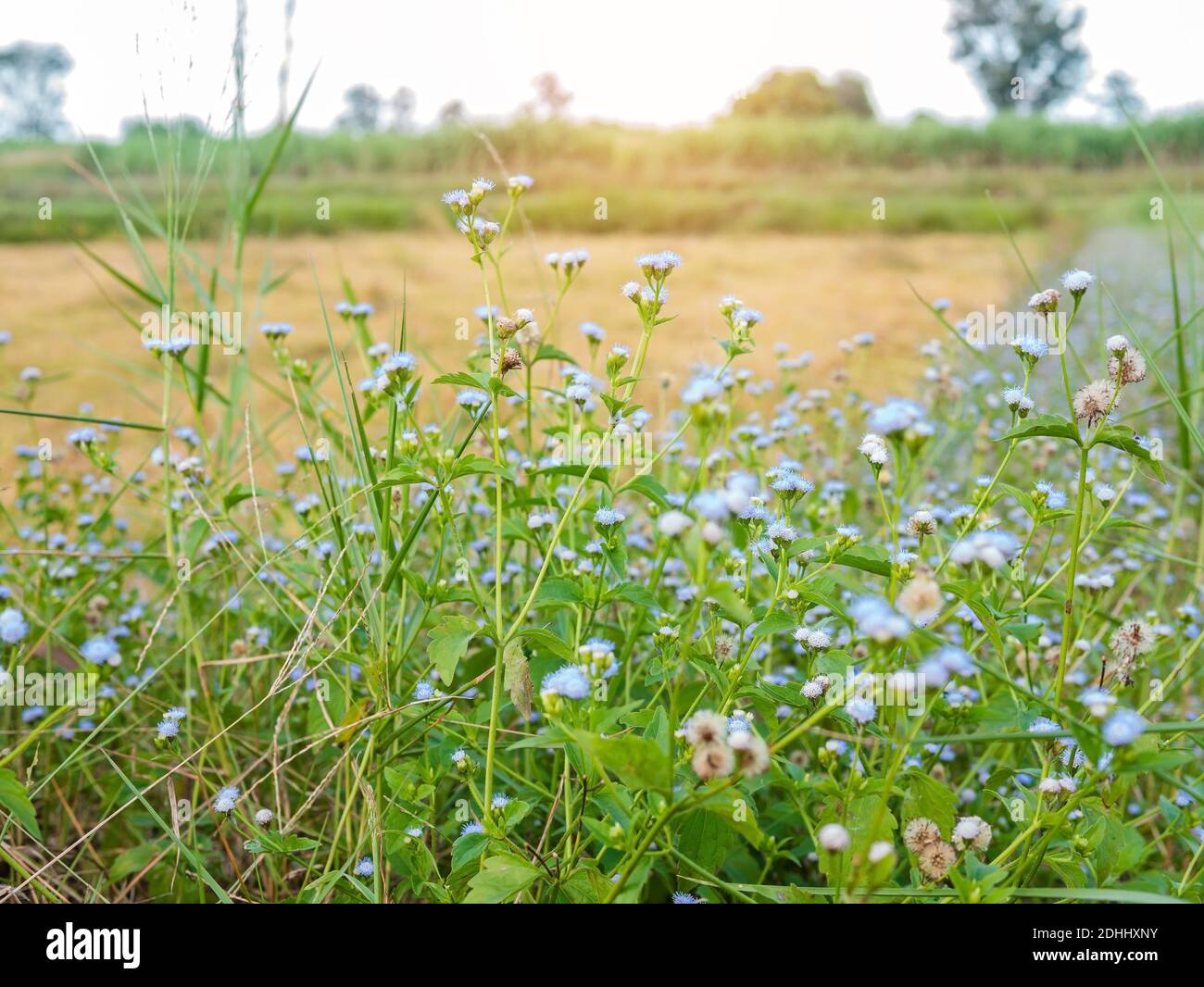 Landscape blooming flowers in grass hi-res stock photography and images ...
