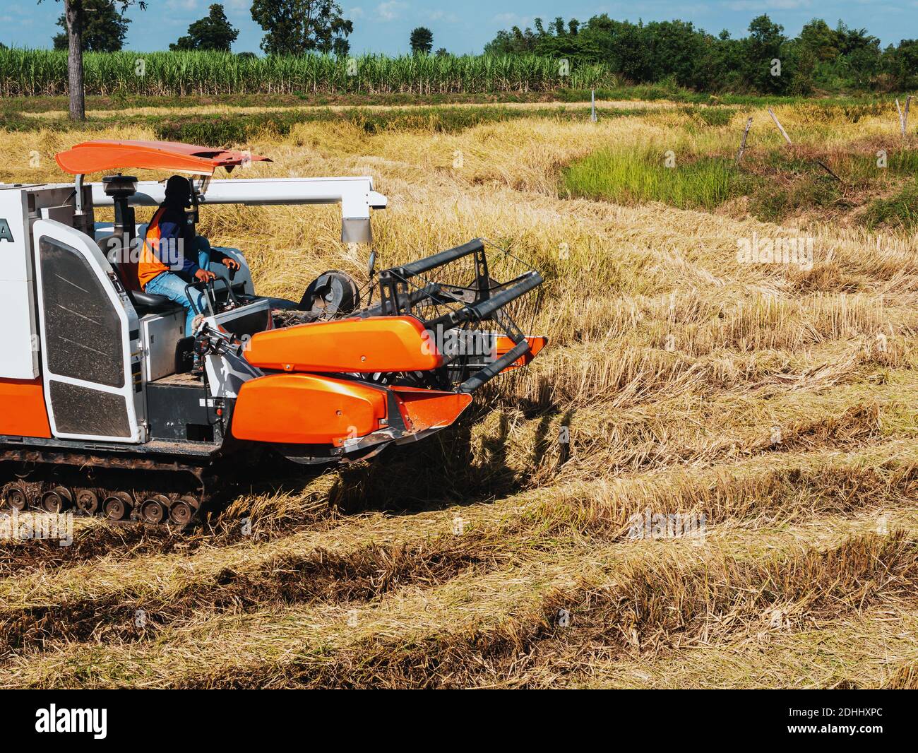 The combine harvester is doing agricultural work in the fields. Stock Photo