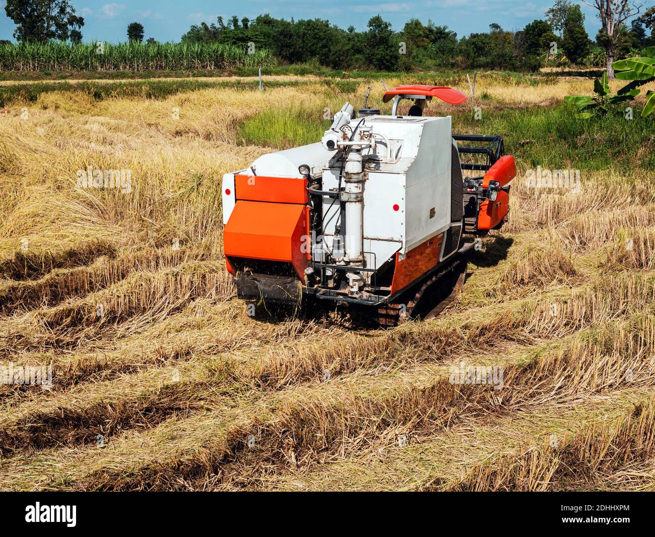 The combine harvester is doing agricultural work in the fields. Stock Photo