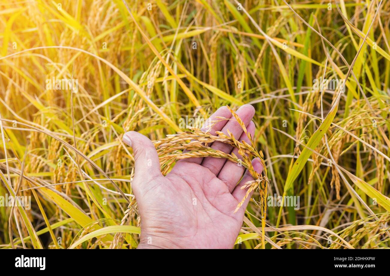 Closeup of golden yellow paddy in hand ready for harvest. Stock Photo