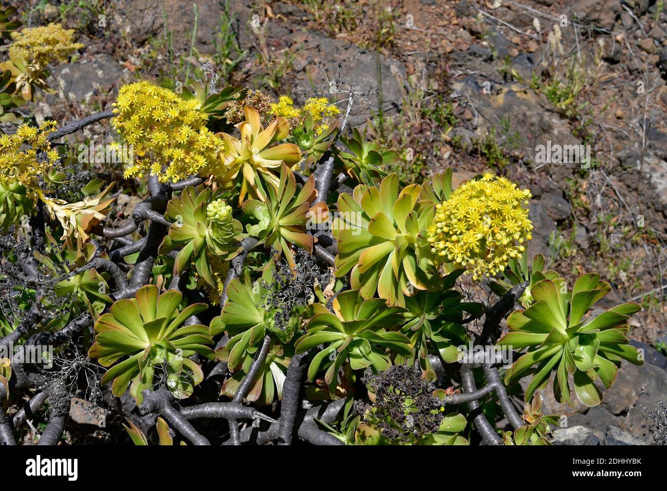 Spain, Canary Islands, Tenerife, tree aenium aka Irish Rose Stock Photo