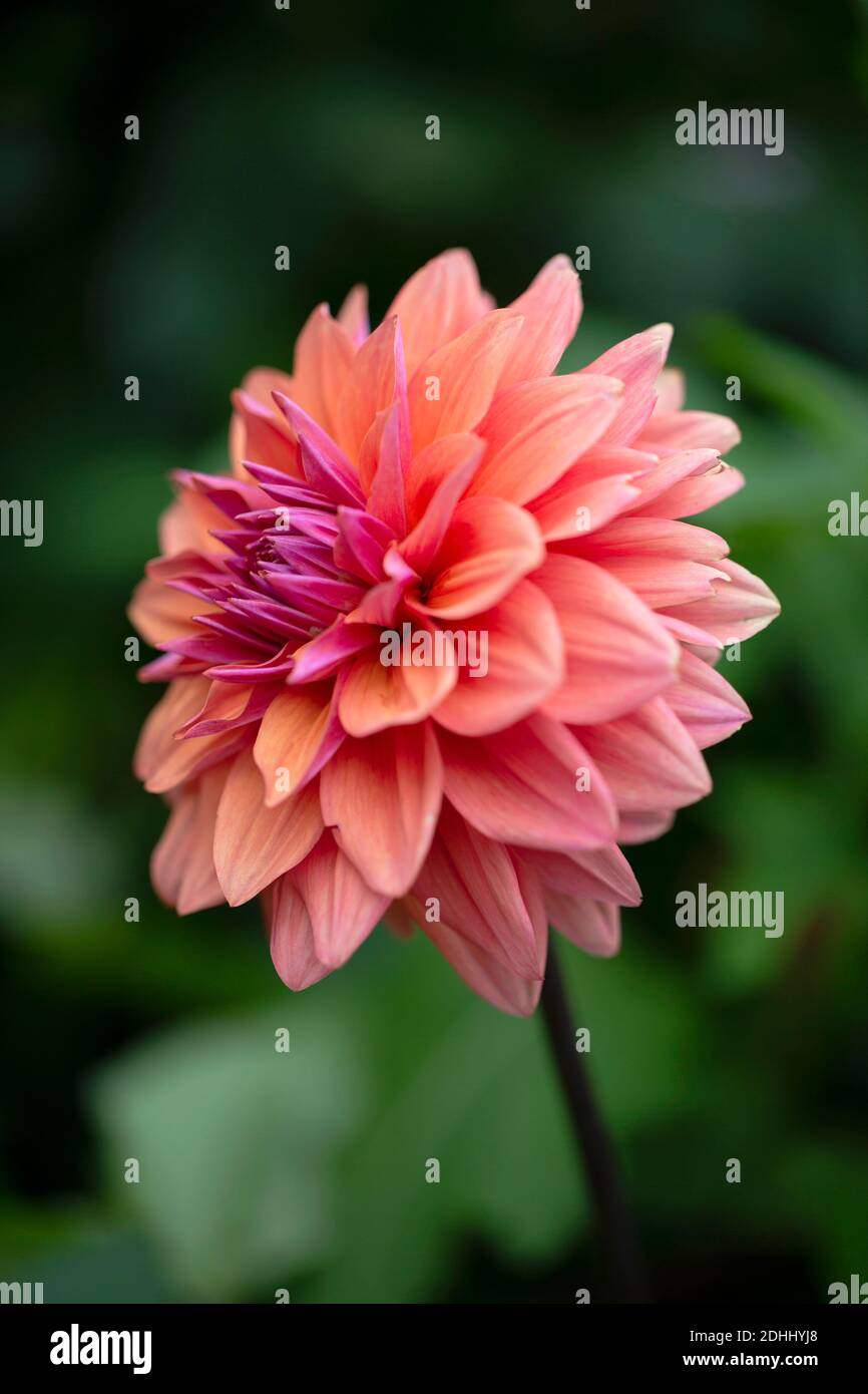 Dahlia, Side view of single orange coloured flower growing outdoor. Stock Photo