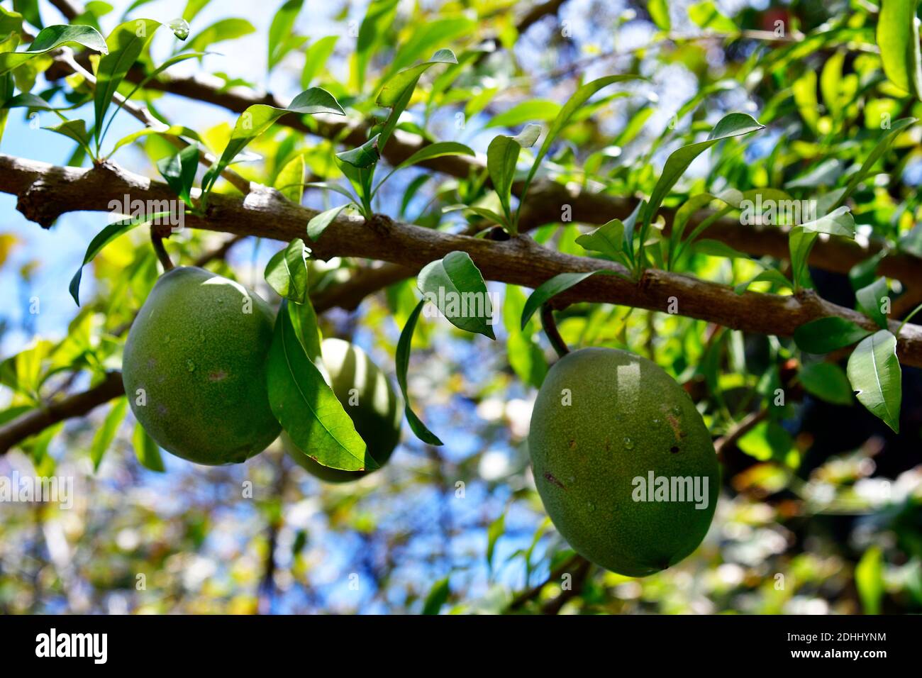 Spain, Canary Islands, Tenerife, fruits of Calabash tree in botanical