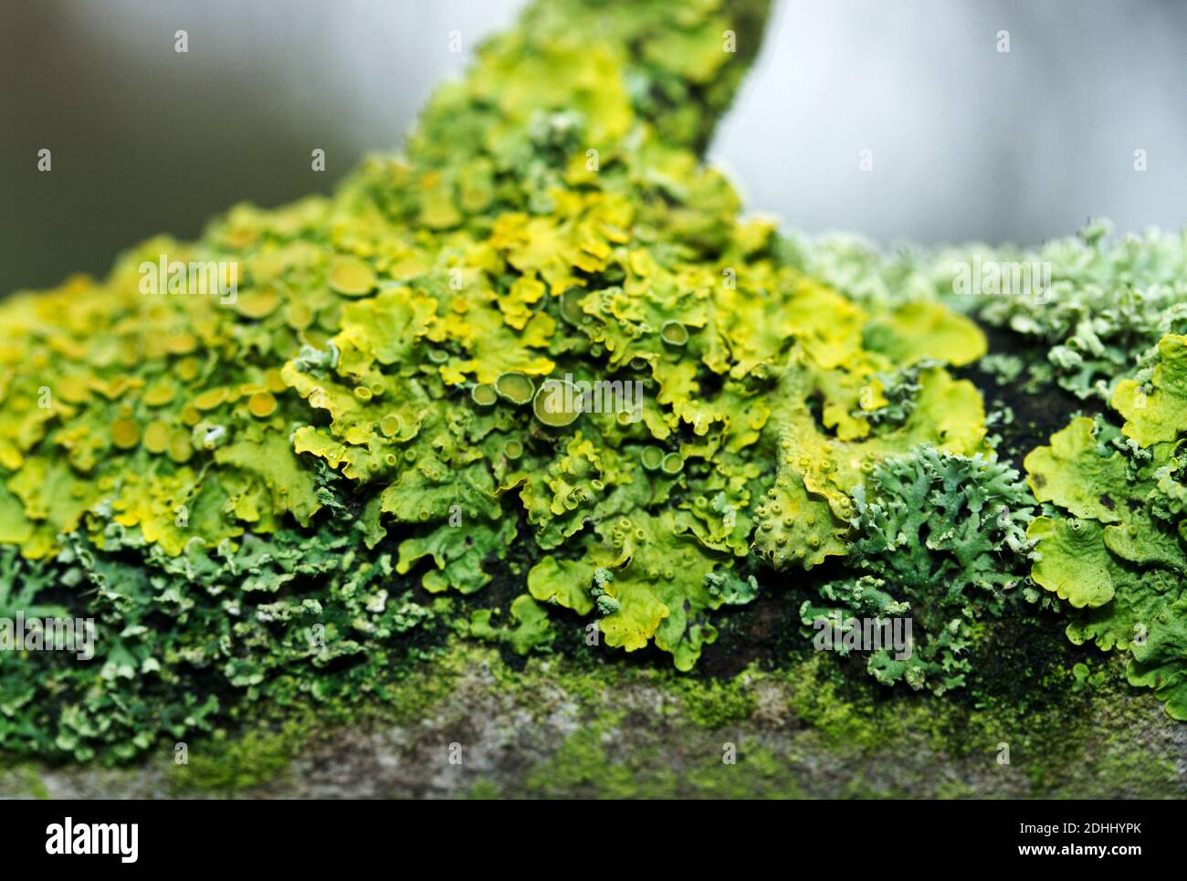 A twig can have a complex saprophytic community of lichens that form a micro-environment for a wide diversity of microscopic plant and invertebrates Stock Photo