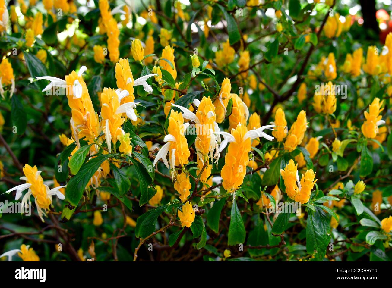 Spain, Canary Islands, Tenerife, Pachystachys lutea aka lollipop plant or golden shrimp plant Stock Photo