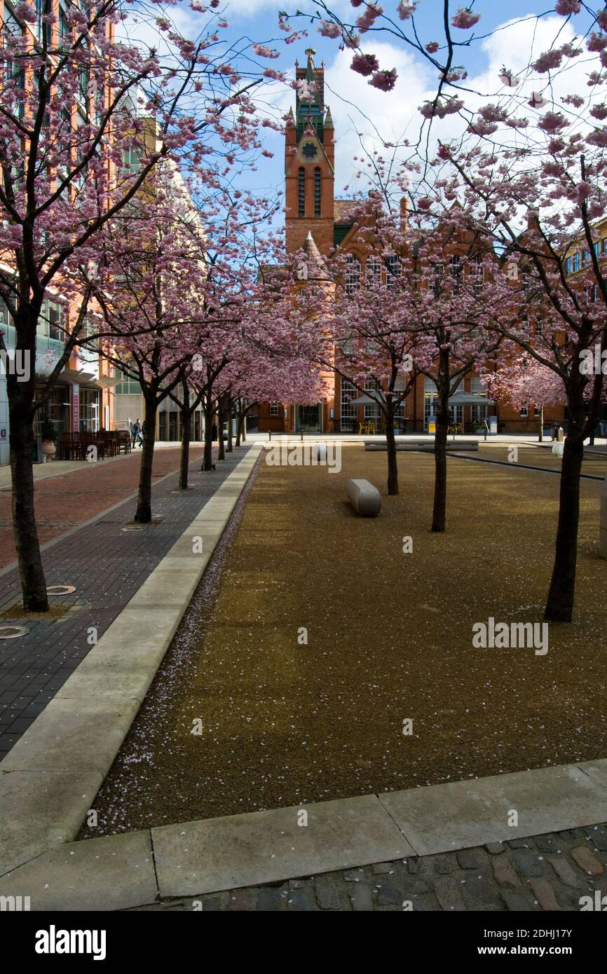 Ikon Gallery With Cherry Blossom In Bloom In Oozells Square In Birmingham City Centre Birmingham England UK Stock Photo