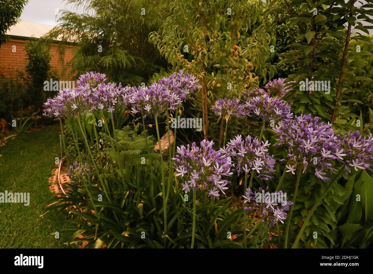 Purple agapanthus flowers in a gar Stock Photo