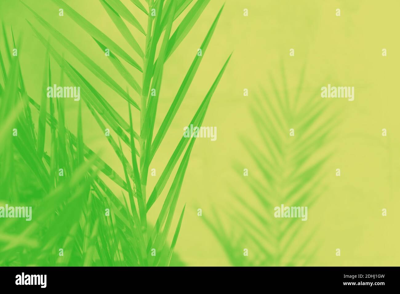 Green palm leaves and their shadow on yellow background Stock Photo - Alamy