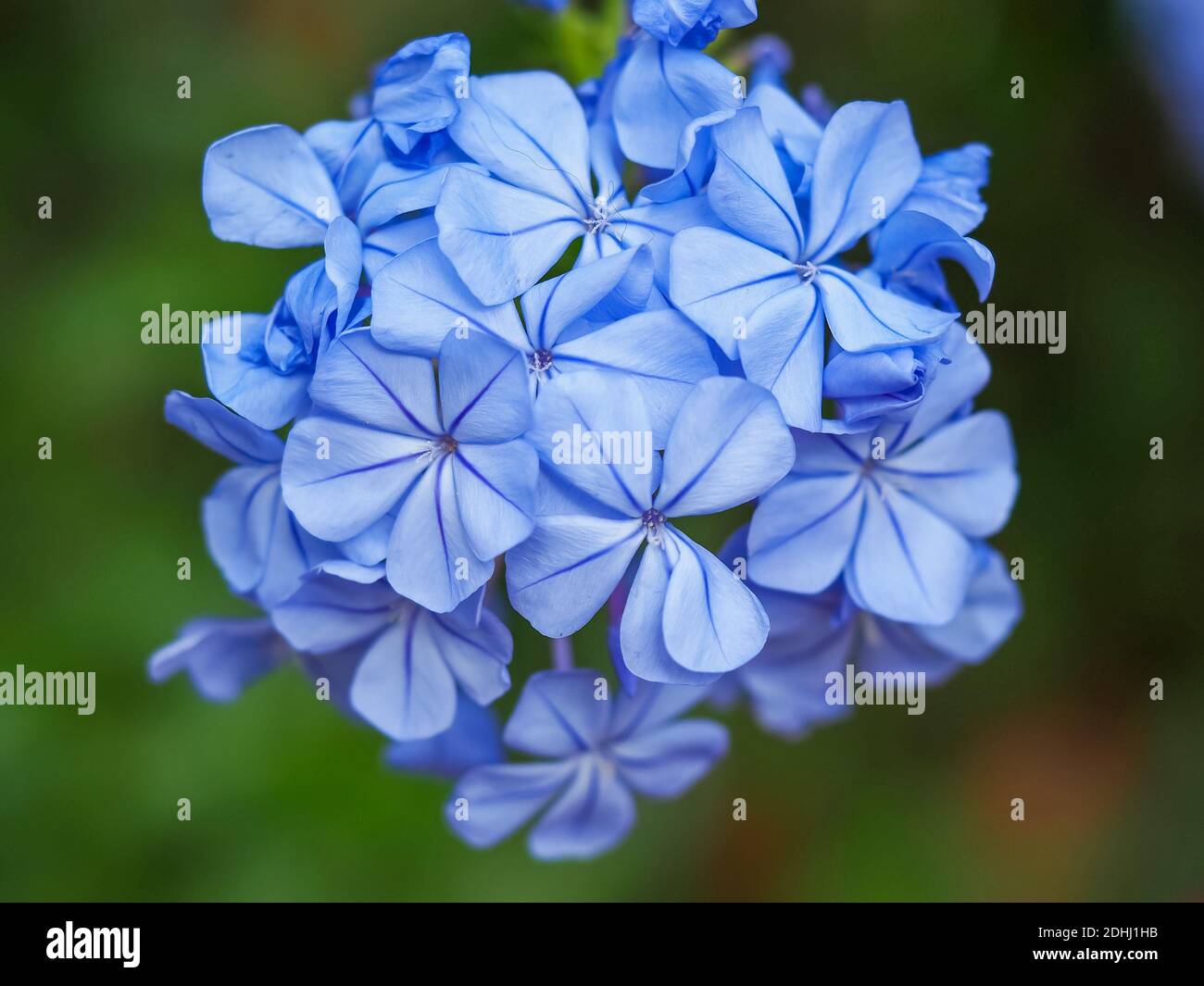 Closeup of a cluster of little blue flowers of the Cape plumbago or Cape leadwort, Plumbago auriculata Stock Photo
