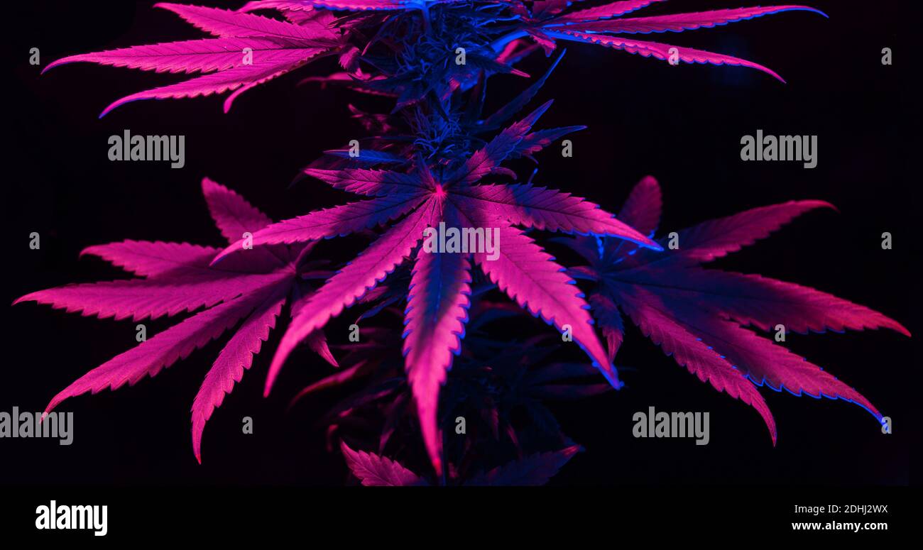 Marijuana leaves, bright purple cannabis foliage on a dark background, beautiful amazing background. Artistic graphic long banner with colorful and pi Stock Photo