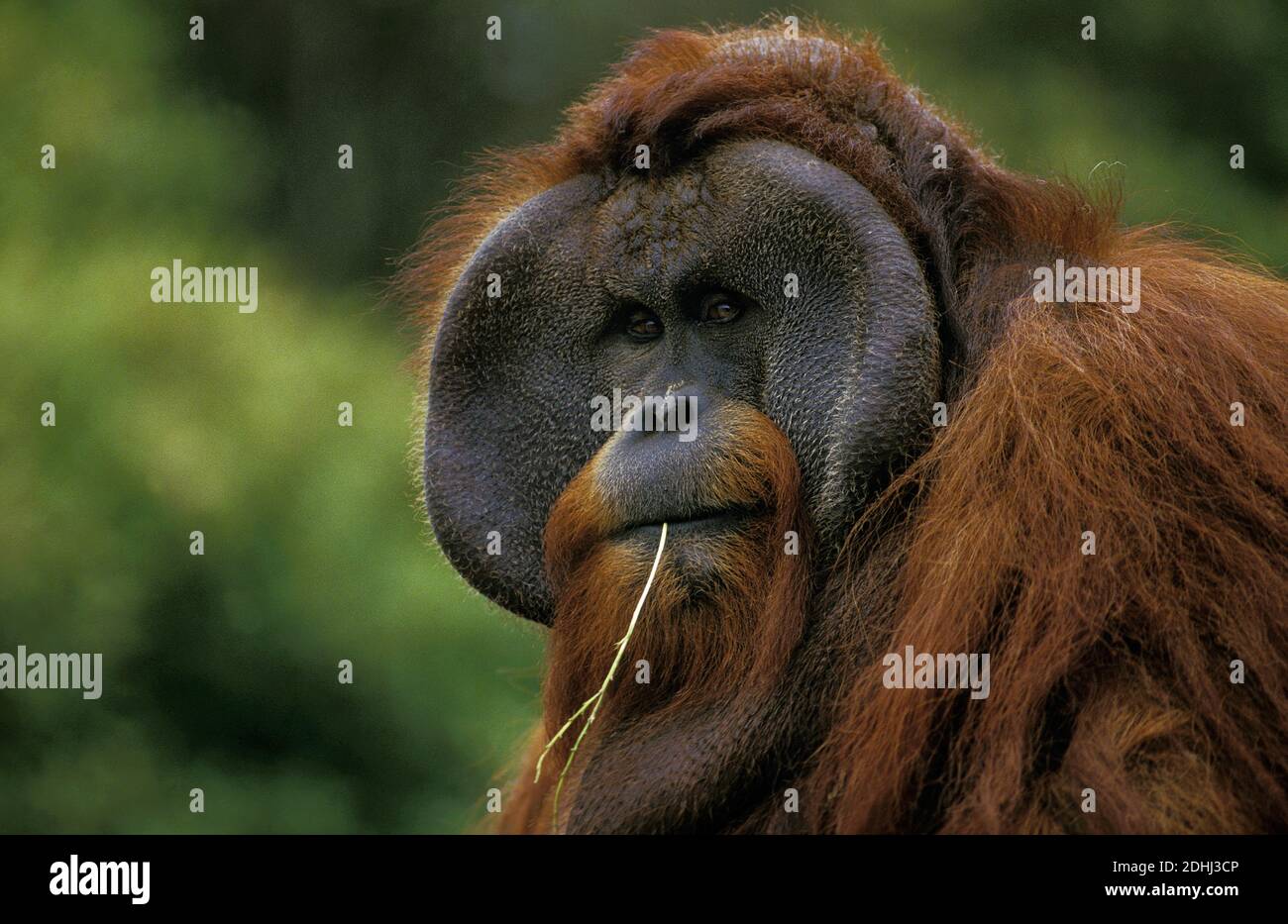 Orang Utan, pongo pygmaeus, Portrait of Male Stock Photo - Alamy