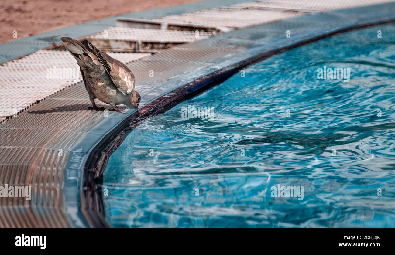 A selective focus closeup of a bird drinking water from the swimming ...