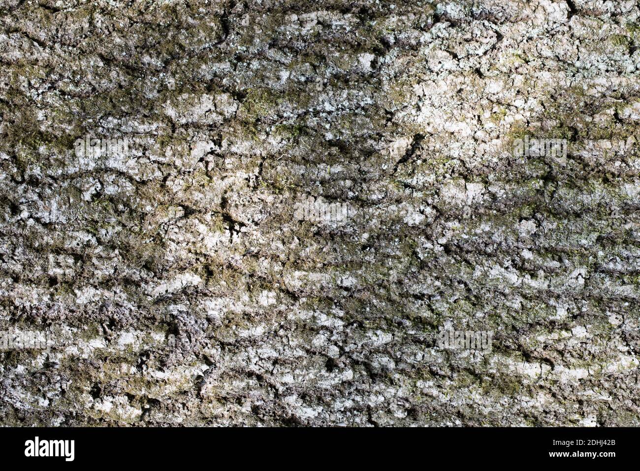 abstract backgrounds: bark of an old ash-tree with moss and lichen Stock Photo