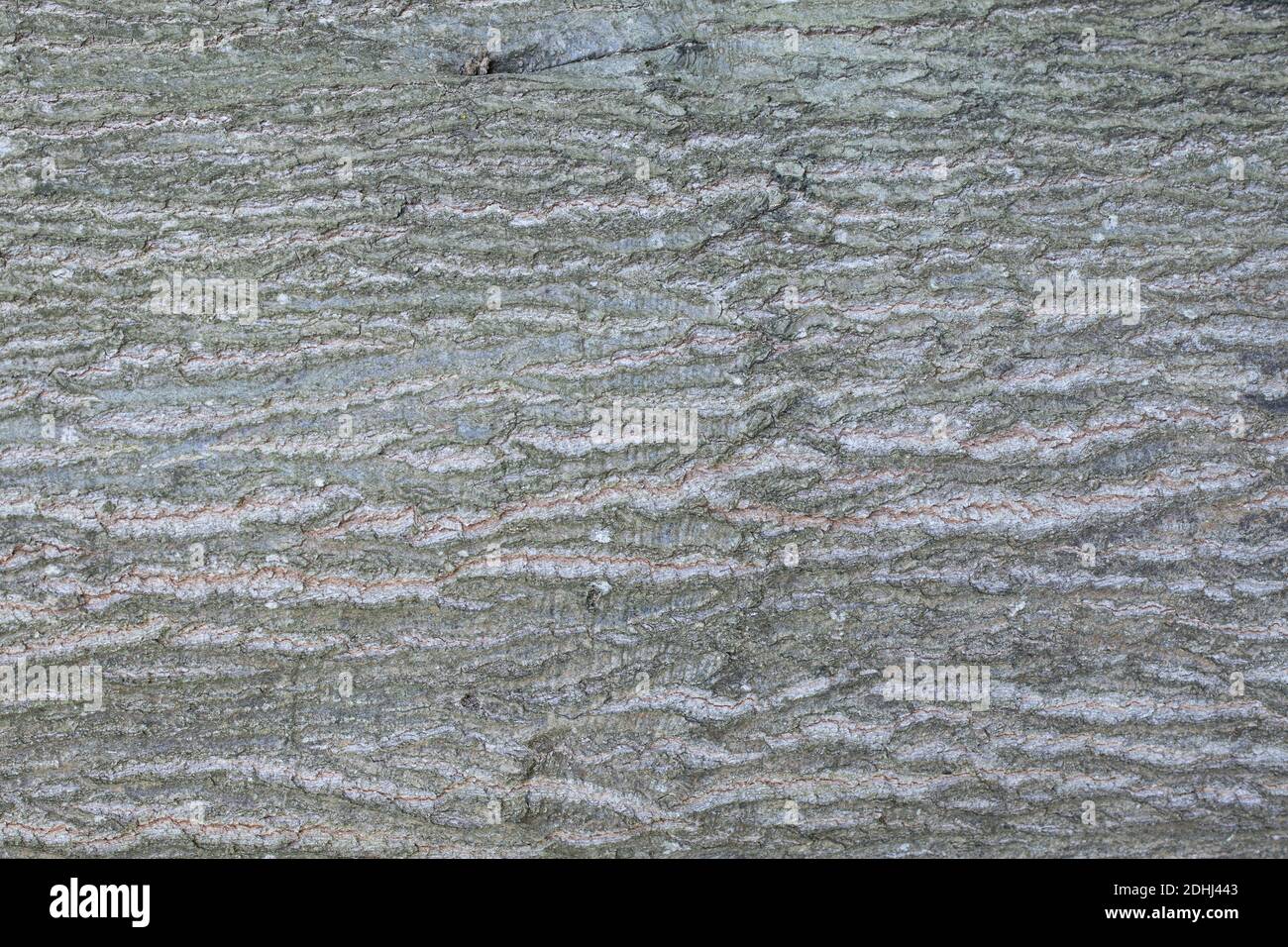 abstract backgrounds: bark texture of an midaged oak tree ( 35 years old) Stock Photo