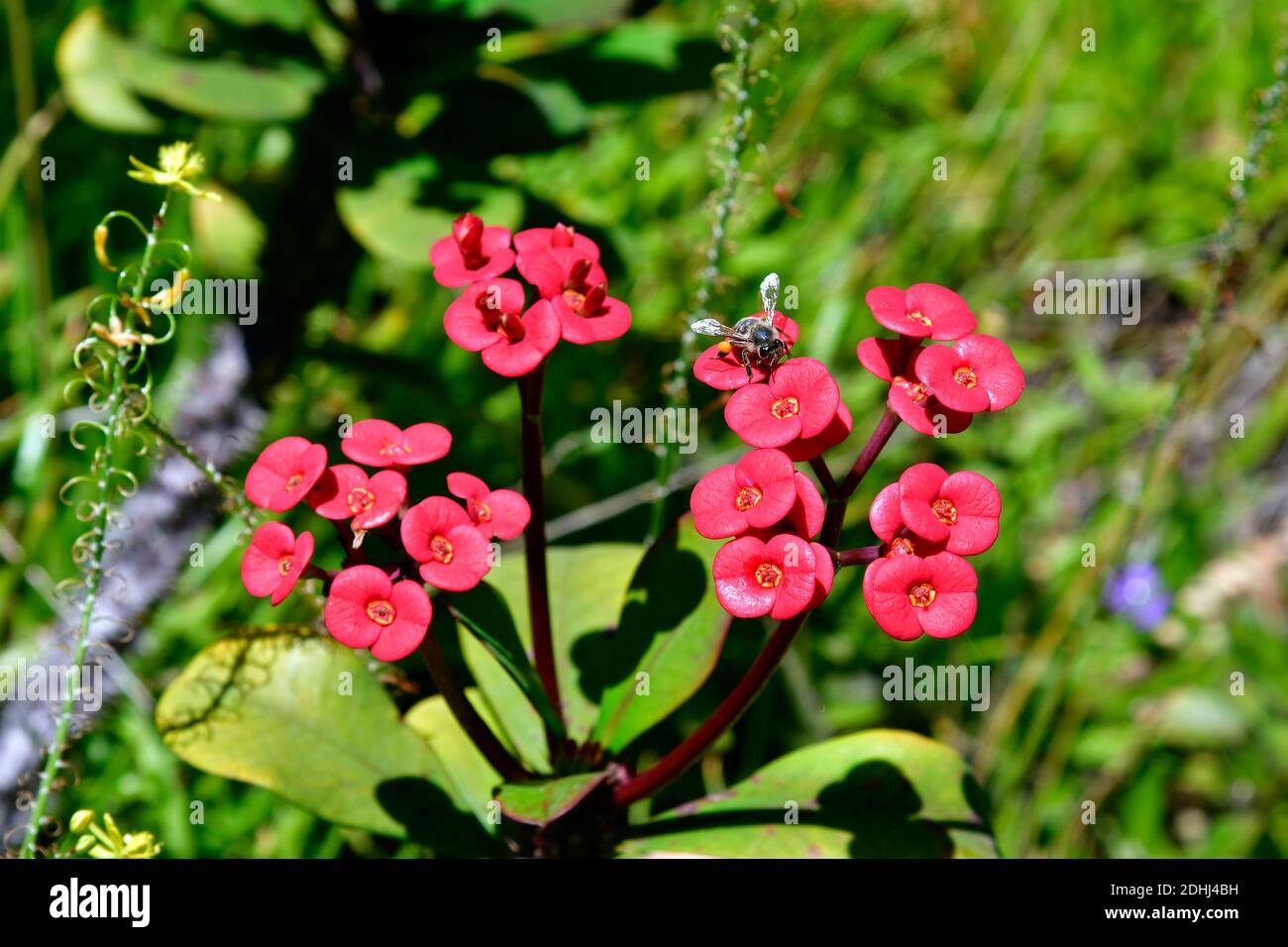 Spain, Canary Islands, Tenerife, bee on plant named crown of thorn Stock Photo