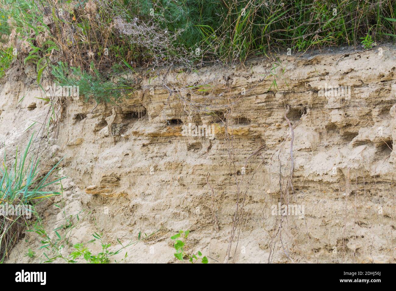 Bird's nest in hole on wall of landslide rock on Azov Sea coast. Swift
