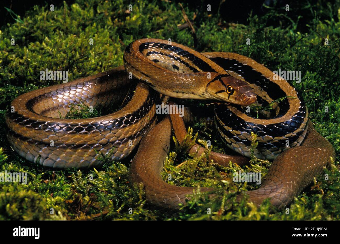 Copperhead Rat Snake, elaphe radiata, Adult standing on Moss Stock