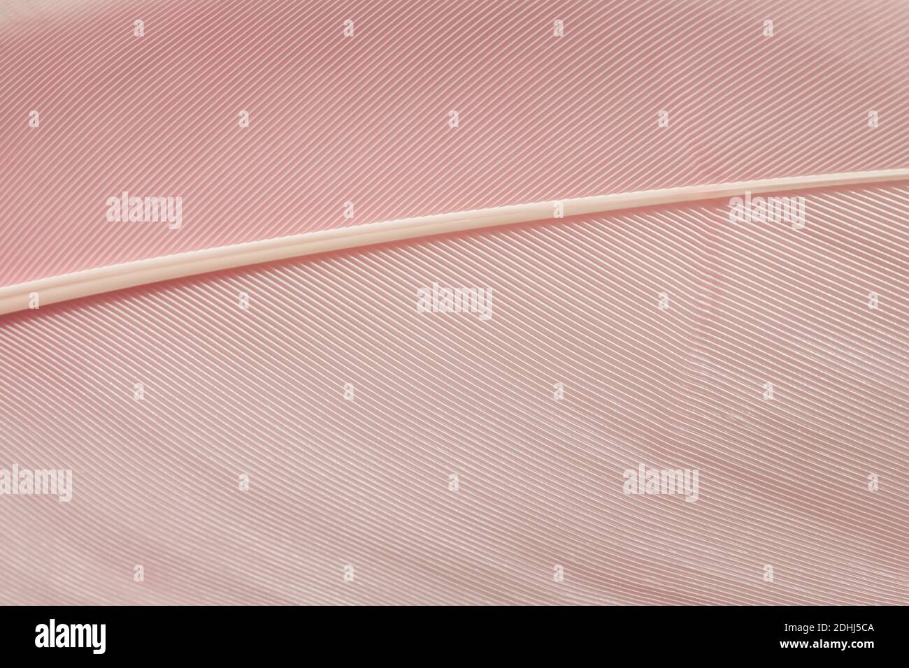 Feather texture close-up. Abstract background. Pastel pink color backdrop Stock Photo