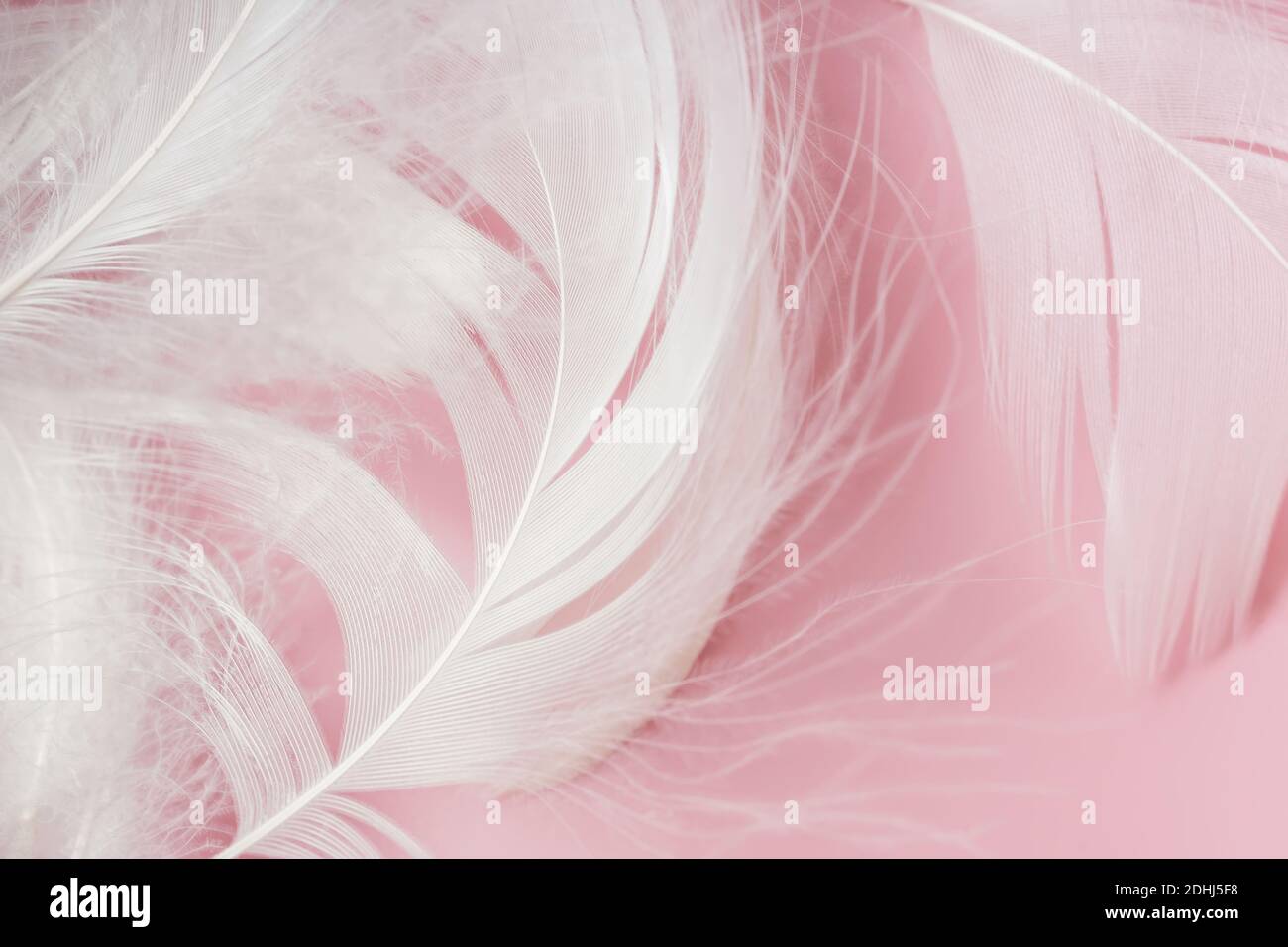 Small Pink Feathers In Pile Background Stock Photo - Download Image Now -  Pink Color, Feather, Feather Boa - iStock