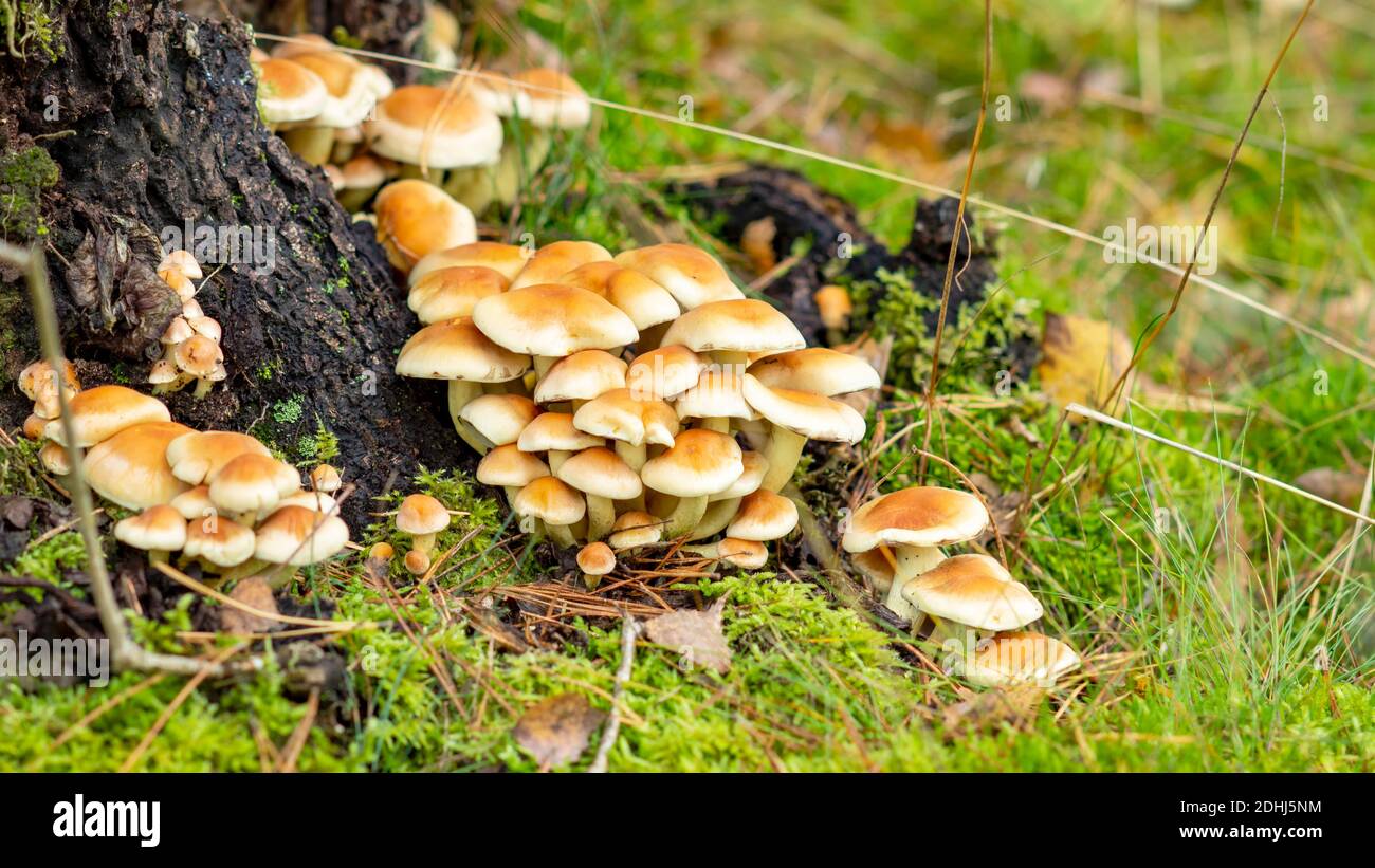 Yellow mushrooms grow on the tree trunk in the forest in autumn Stock Photo
