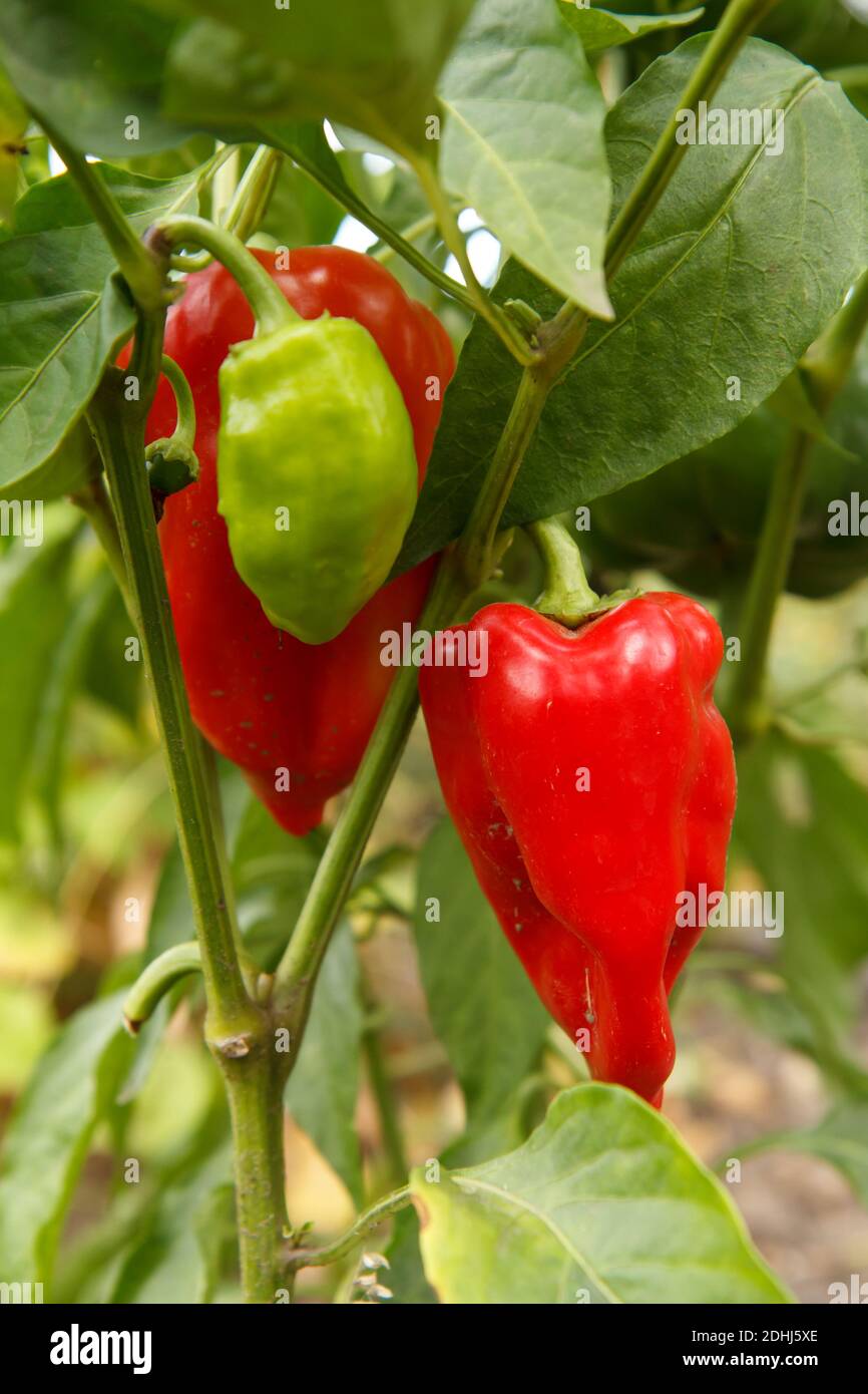 Bell peppers growing on a bush in the garden. Bulgarian or sweet pepper