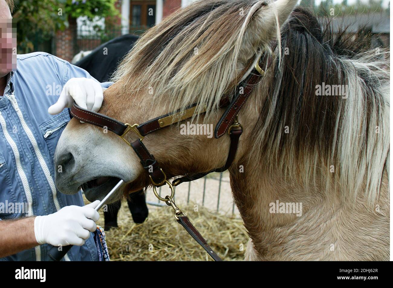 Horse Dentist With A Norwegian Fjord Horse Stock Photo Alamy