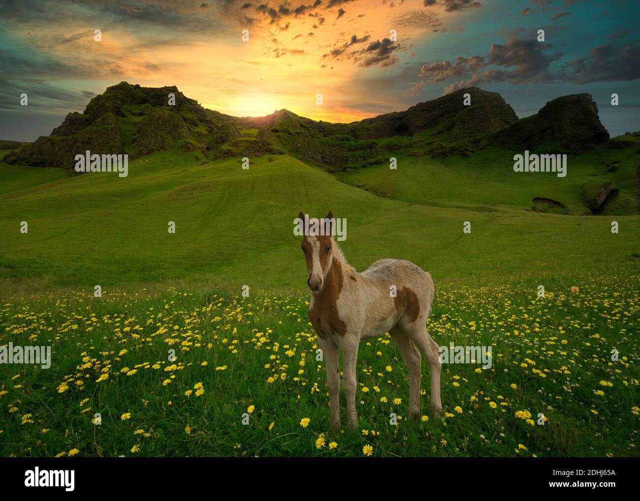 Foal in a flower meadow with sunset Stock Photo