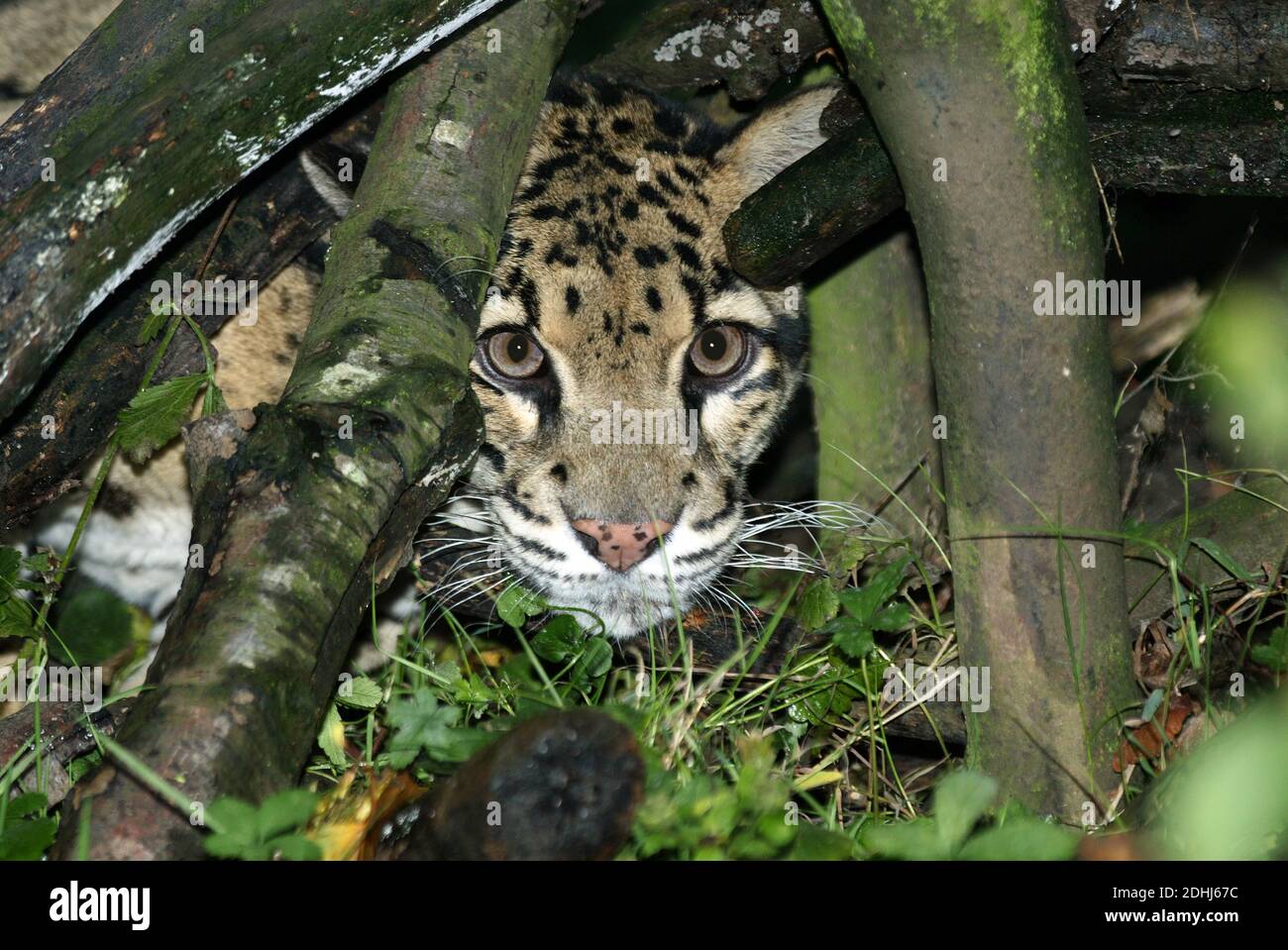 Clouded Leopard, neofelis nebulosa, Adult camouflaged behing Tree Stock Photo