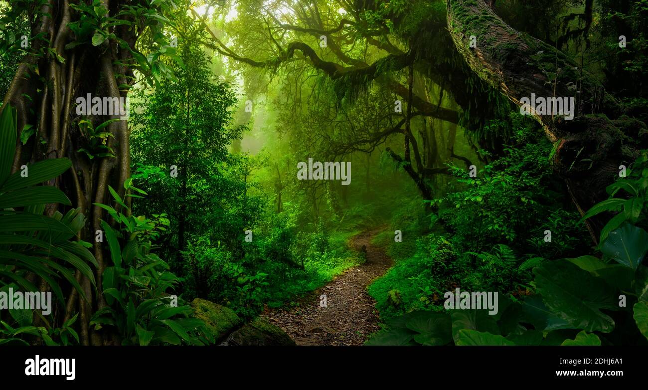 Tropical jungles of Southeast Asia in august Stock Photo