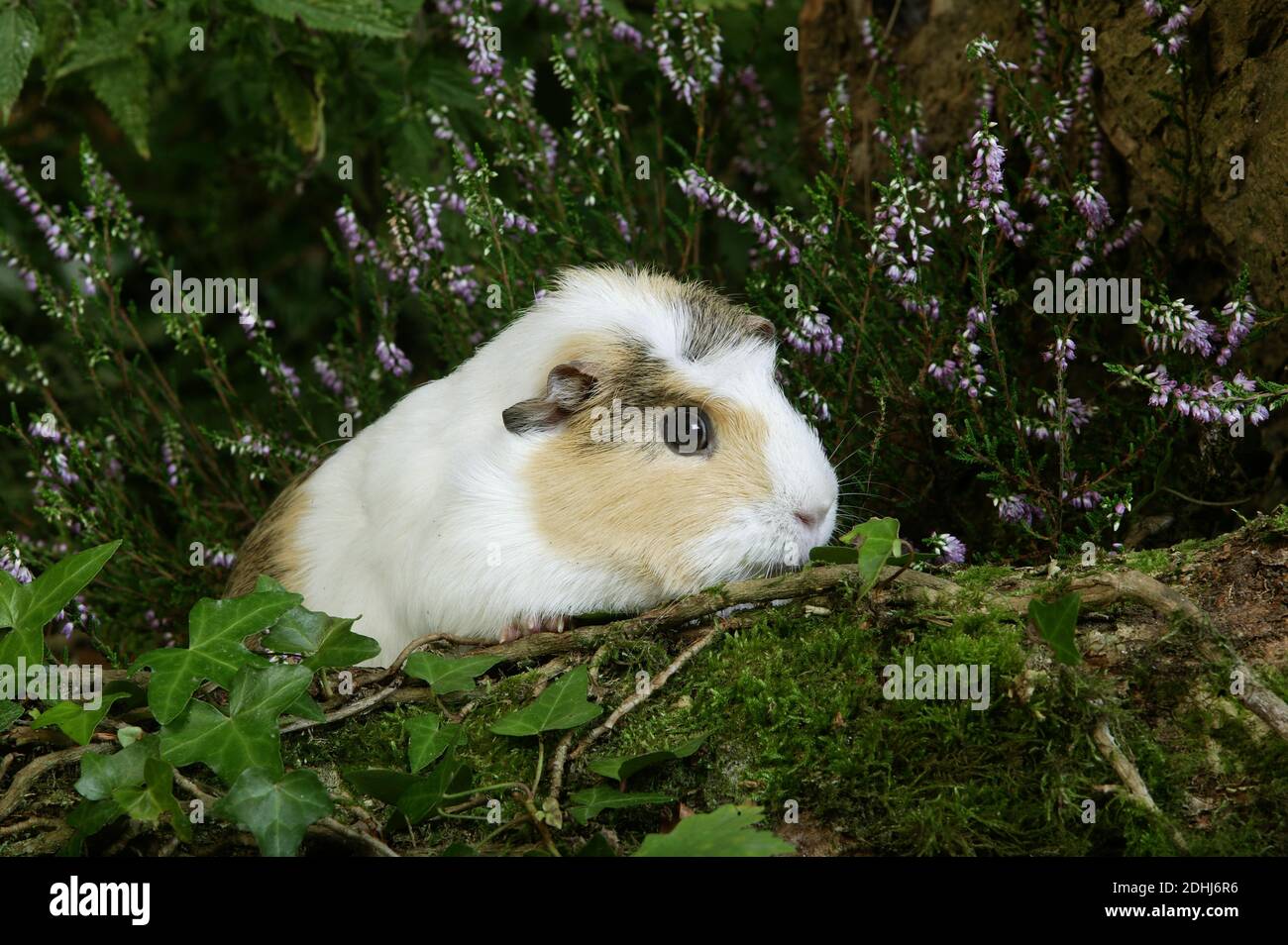 Guinea Pig, cavia porcellus, Adult standing in Heaters Stock Photo Alamy