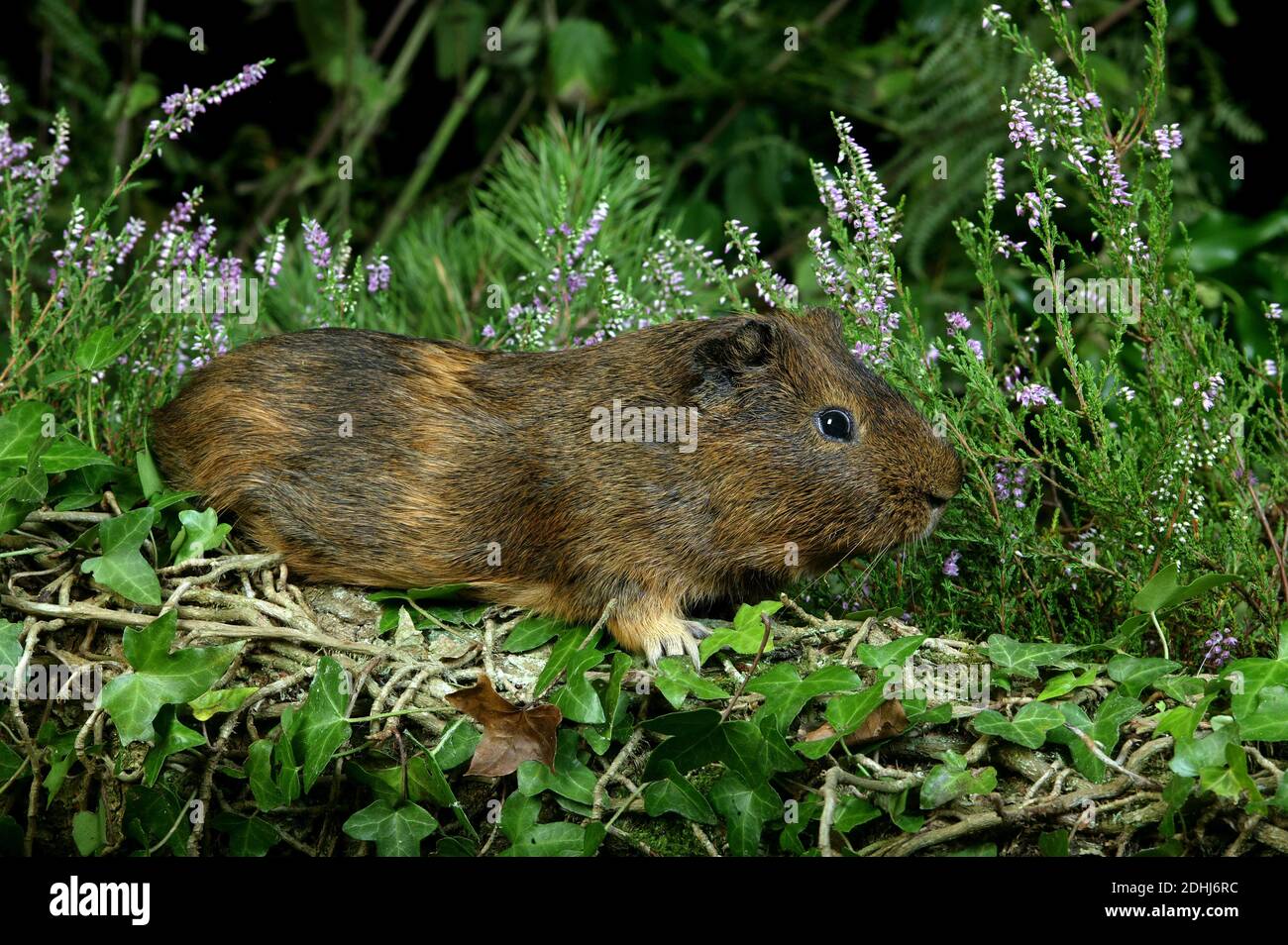 Guinea Pig, cavia porcellus, Adult standing in Heaters Stock Photo Alamy
