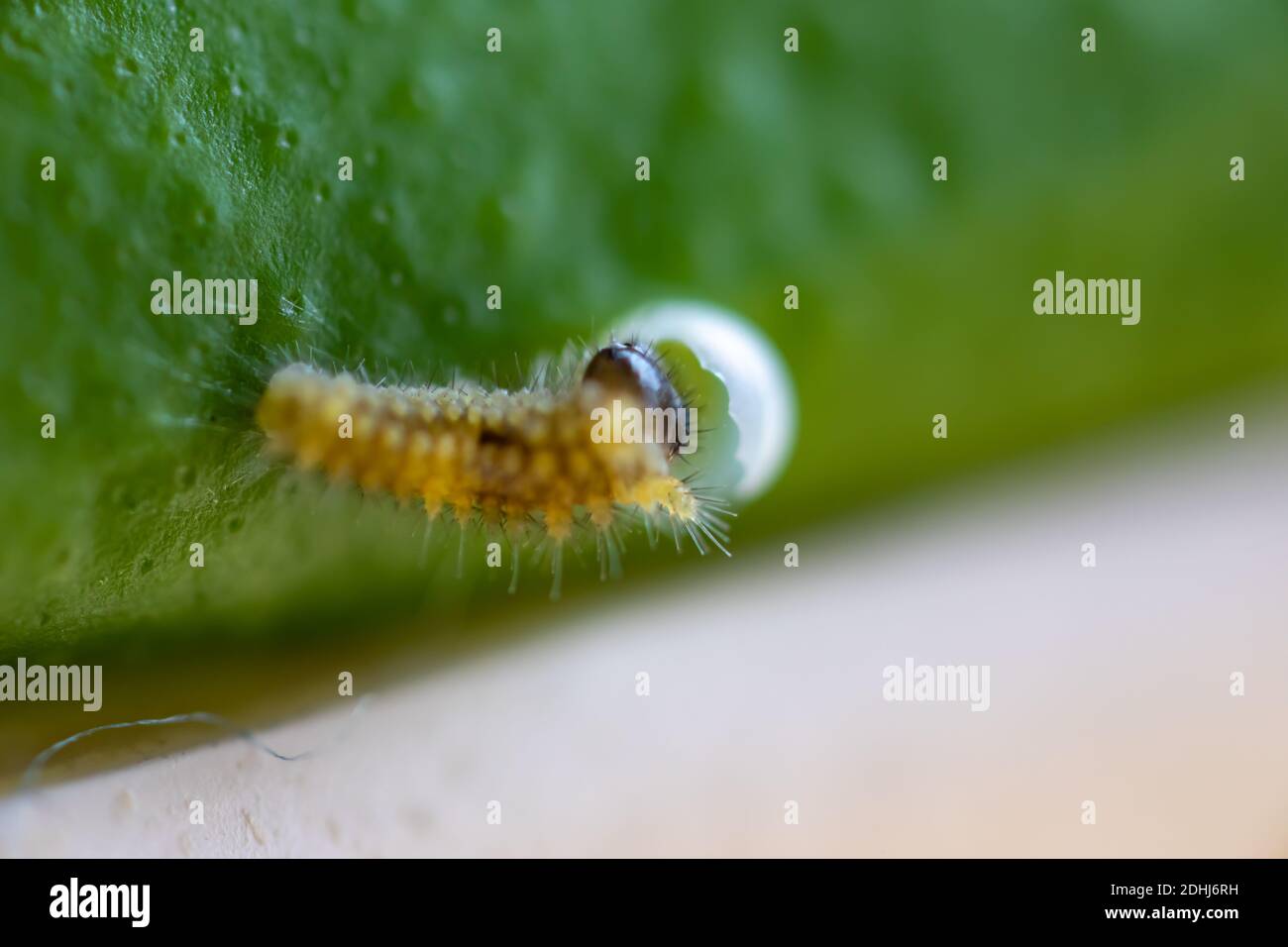 A small yellow larva of butterfly on the leaf daytime super closeup Stock Photo
