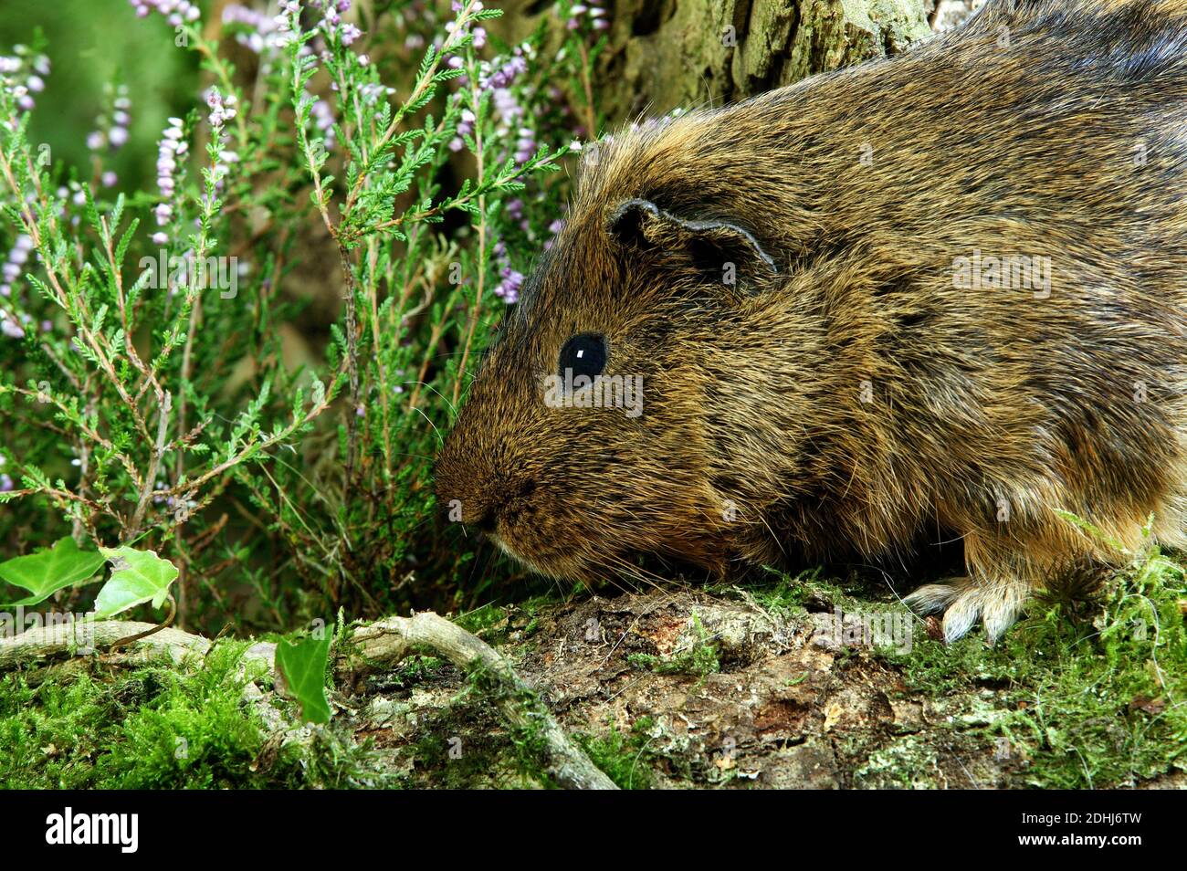Guinea Pig, cavia porcellus, Adult standing in Heaters Stock Photo Alamy