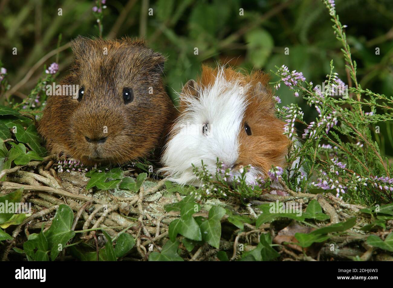 Guinea Pig, cavia porcellus, Adults standing in Heaters Stock Photo Alamy