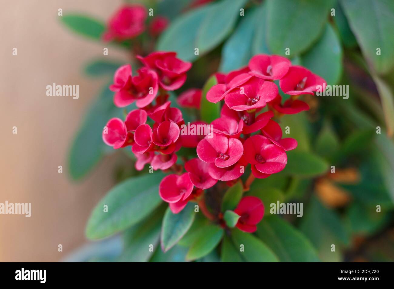 Euphorbia milii (crown of thorns). Plant in flowerpot. Christmas flower Stock Photo