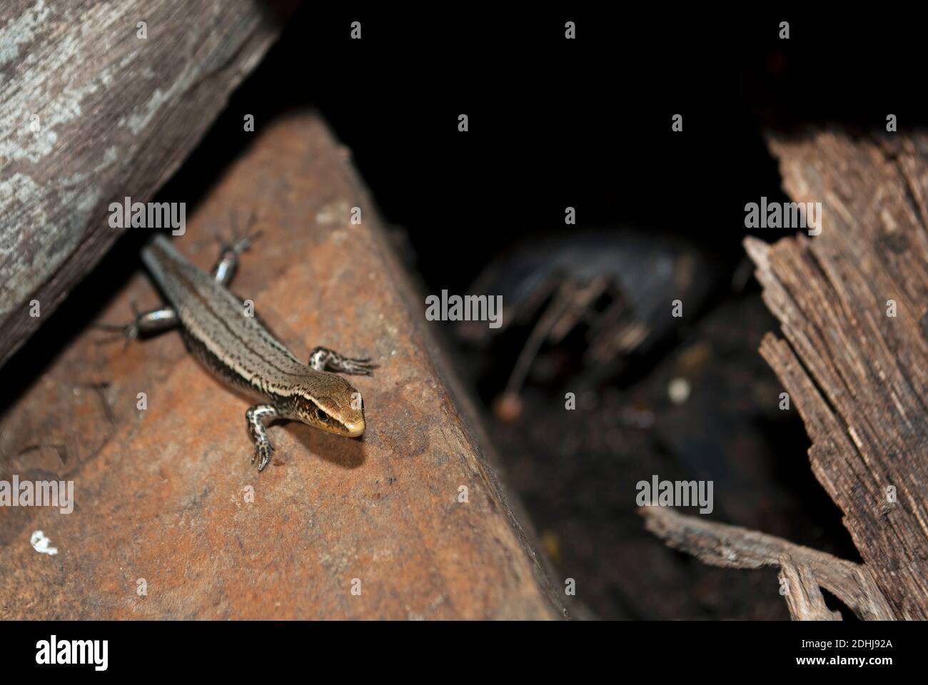 Bojer´s Skink (Gongylomorphus bojerii),Round Island, Mauritius Stock Photo