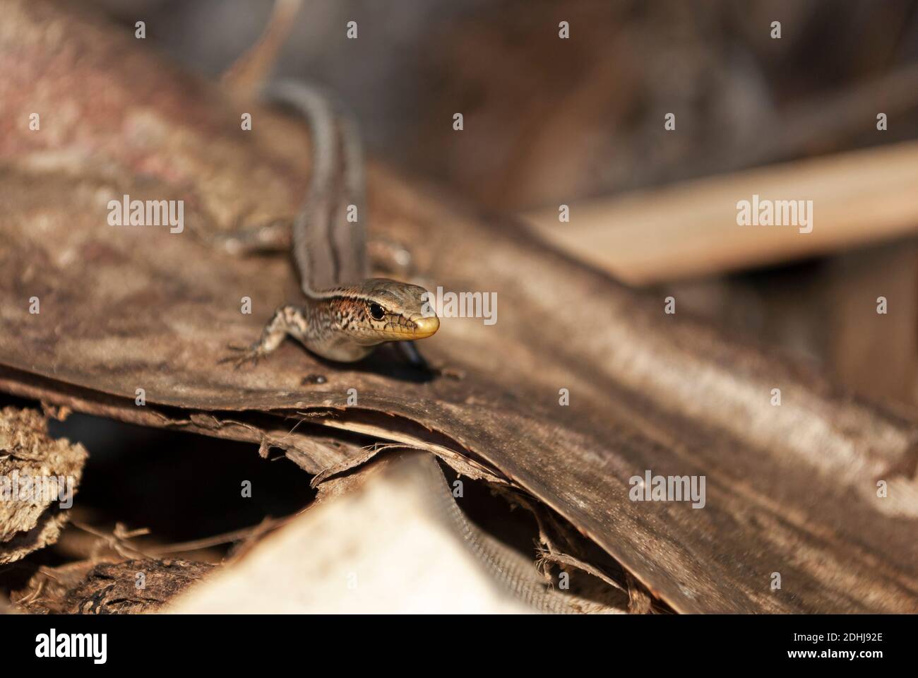 Bojer´s Skink (Gongylomorphus bojerii),Round Island, Mauritius Stock Photo