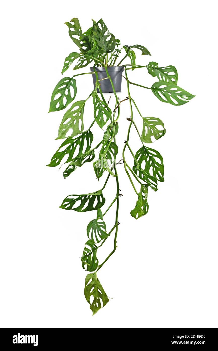 Long trailing tropical 'Monstera Adansonii' or 'Monstera Monkey Mask' vine houseplant in flower pot isolated on white background Stock Photo