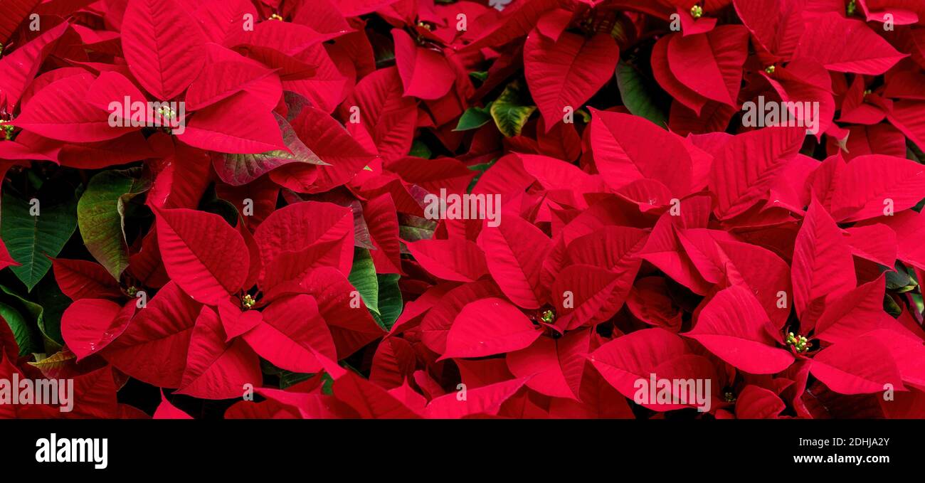 A group of poinsettia plants. Ideal image for botany and holidays. Stock Photo