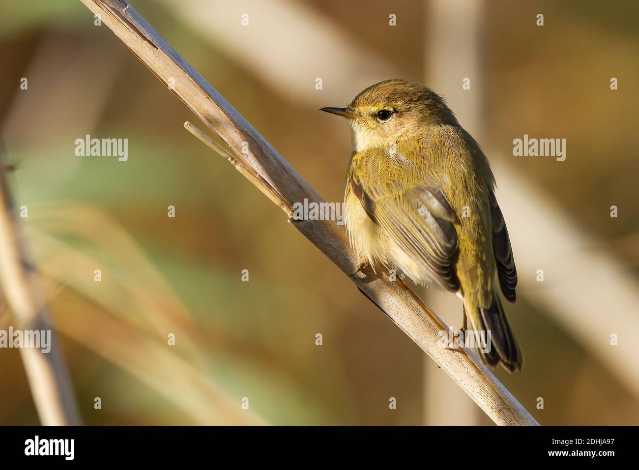 A selective focus shot of a small willow warbler with a white belly on a branch Stock Photo