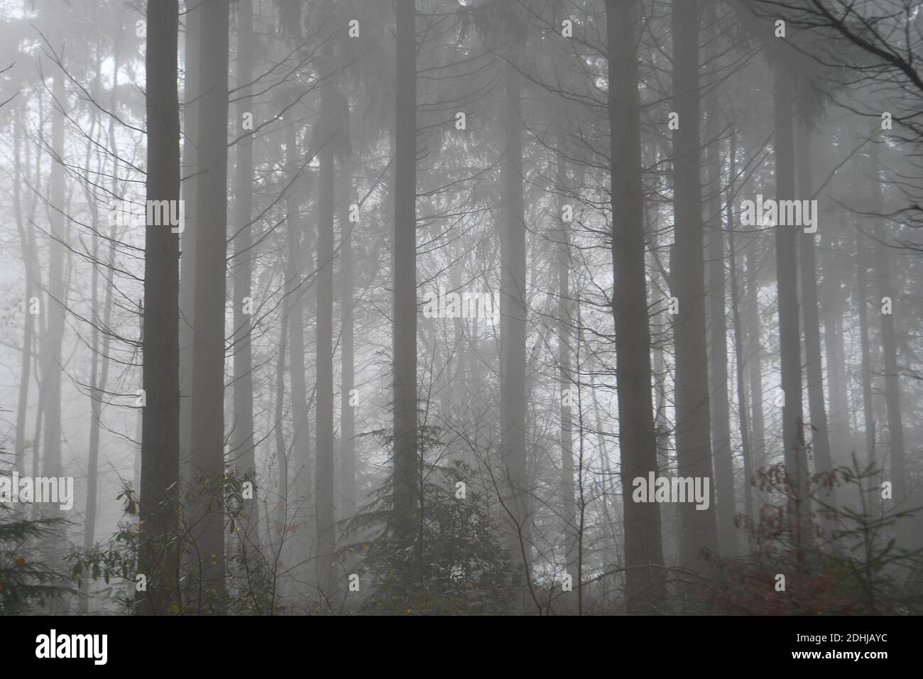 Stock images of fog in woodland - North Downs near West Horsley, Surrey.- Dick Focks Common - Forestry Commission.     Picture shows fog, trees, mist across this picturesque area of Surrey.  Picture taken 7th December 2020 Stock Photo