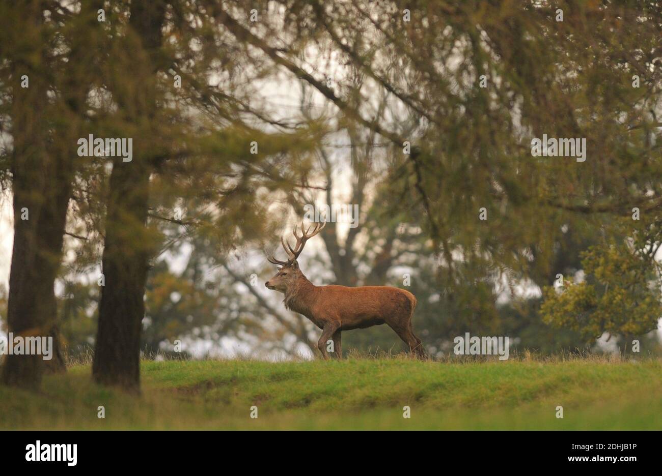 A stag in the grounds of Raby Castle, County Durham surrounded with Autumn colours.  Picture taken 16th October 2020 Stock Photo