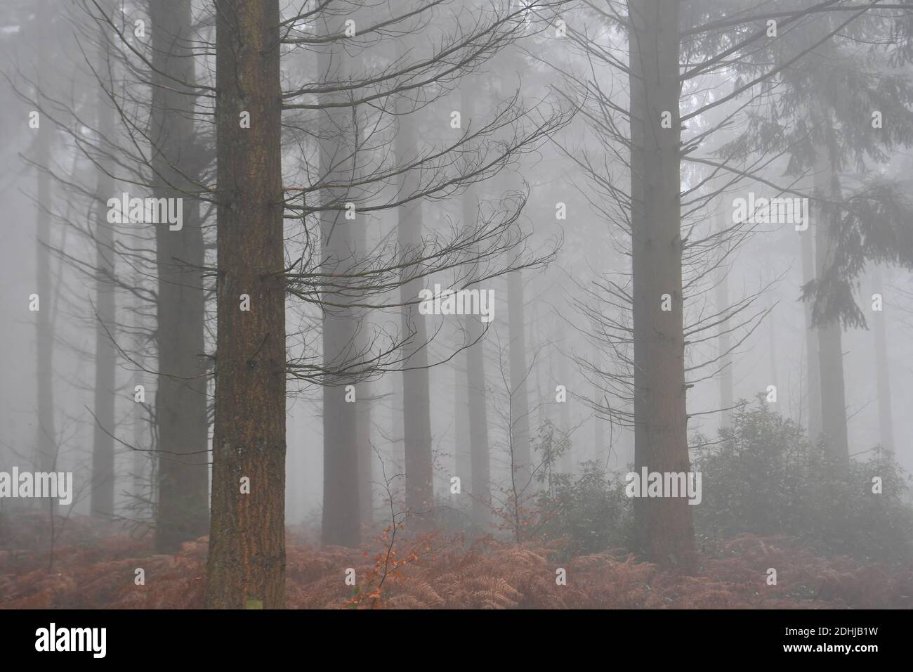 Stock images of fog in woodland - North Downs near West Horsley, Surrey.- Dick Focks Common - Forestry Commission.     Picture shows fog, trees, mist across this picturesque area of Surrey.  Picture taken 7th December 2020 Stock Photo