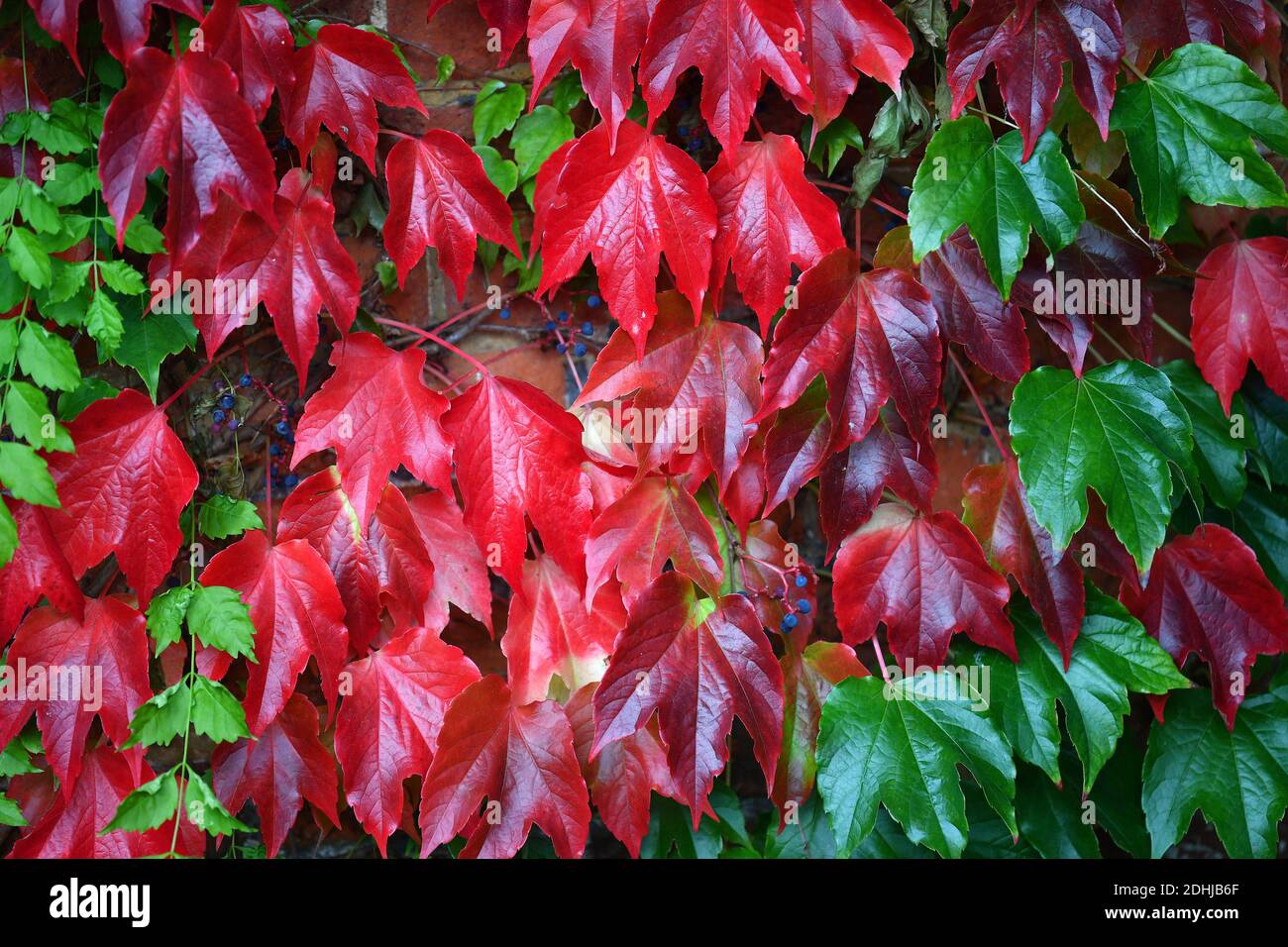 Feature on Stoke Park, Guildford - Autumnal colours, as work continues to restore and improve the oriental gardens. Guildford, Surrey. Picture taken 20th October 2020 Stock Photo