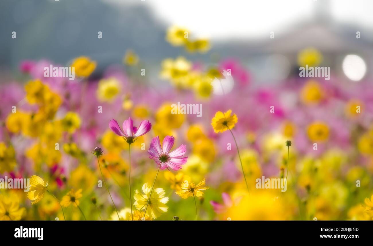 Blooming flower field hi-res stock photography and images - Alamy