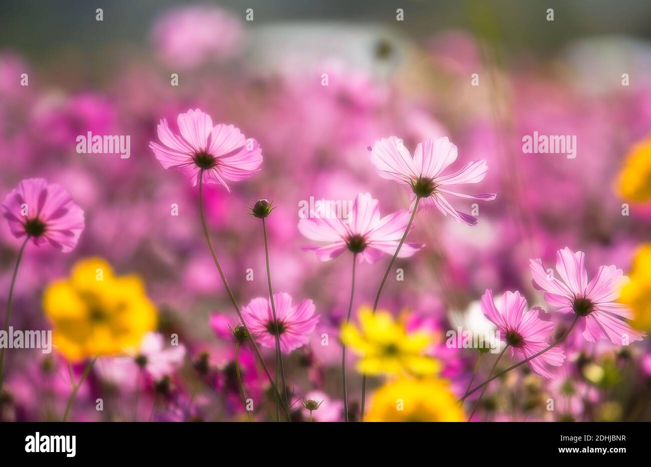 Cosmos flower field hi-res stock photography and images - Alamy