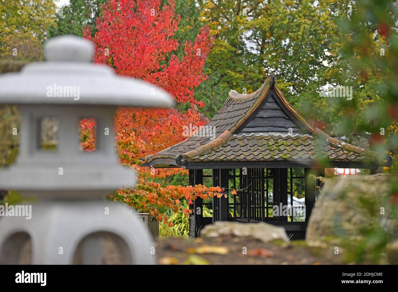 Feature on Stoke Park, Guildford - Autumnal colours, as work continues to restore and improve the oriental gardens. Guildford, Surrey. Picture taken 20th October 2020 Stock Photo