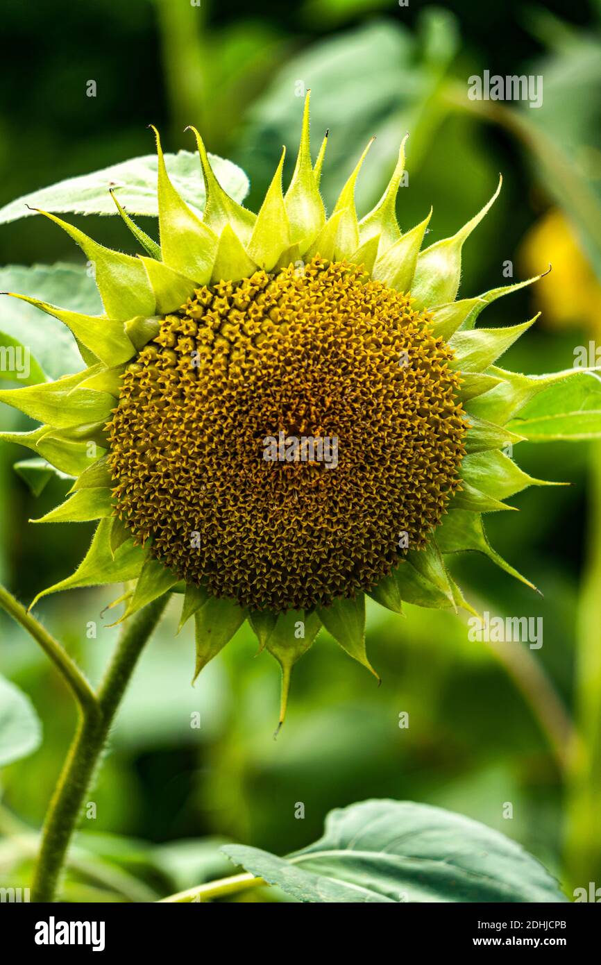 Ornamental sunflower flower without yellow petals in the garden Stock ...