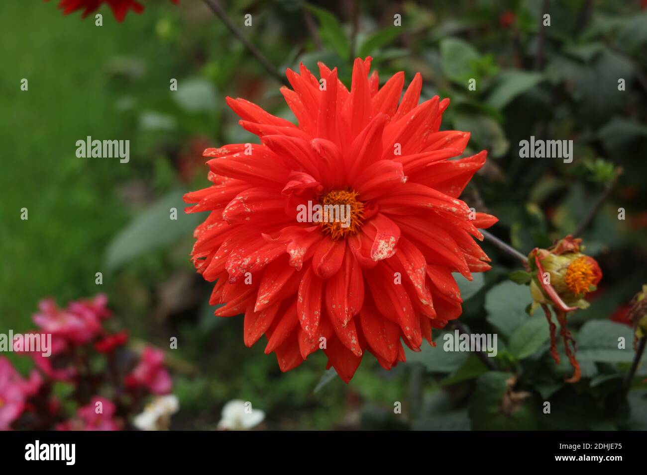 Red Flower in Autumn bloom Stock Photo